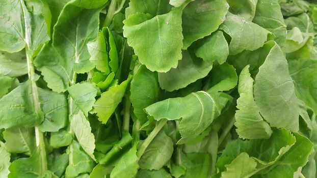 Close up view of lush green leaves of spinach vegetables. Vegetable background for text and advertisements.