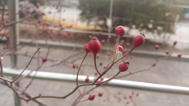 Close up view of dog rose bushes with red berries hanging from plant branches during winter season.