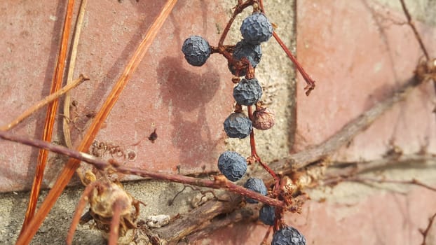 Closeup view of Black mountain ash berries: A selective focus view.