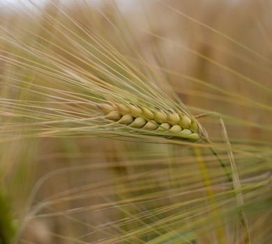 Close up Picture on the riped wheat barley filed. Dried yellow grains and straws in the summer day waiting for the combine harvester.