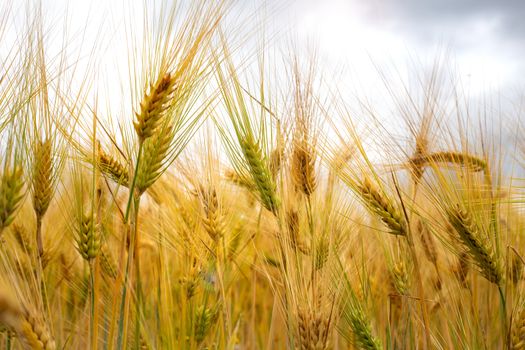 Close up Picture on the riped wheat filed. Dried yellow grains and straws in the summer day waiting for the combine harvester. Blue, economy.