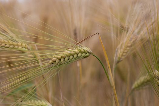 Close up Picture on the riped wheat filed. Dried yellow gold grains and straws in the summer day and blue sky waiting for the combine harvester.