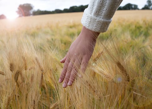 Female hand touching ripening yellow golden wheat rye ears in early summer in wheat field during sun rise. Blue sky on background