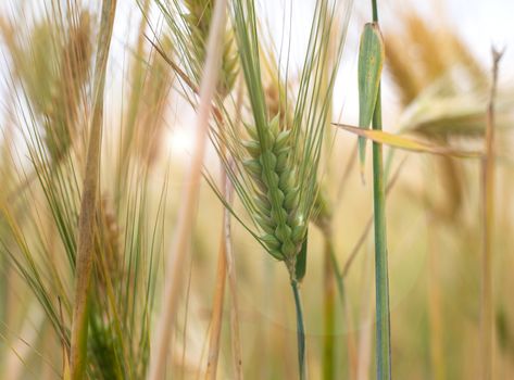 Close up Picture on the riped wheat filed. Dried yellow gold green grains and straws in the summer day with blue sky on background waiting for the combine harvester.