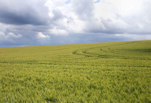 Filed of ripe green wheat rye during sunny day with blue sky and clouds. Agricultural farmland landscape during summer time, countruside.