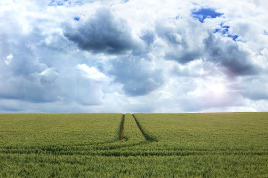 Filed of ripe green wheat rye during sunny day with blue sky and clouds. Agricultural farmland landscape during summer time, countruside.