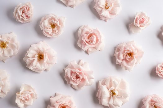 Fresh pink soft flowers roses on white background. Flat lay