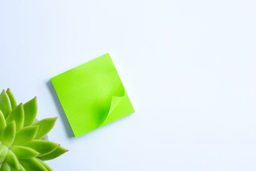 Home plant in soft focus, sticky green notes. Stationery flat lay. Back to school, note to remember. White background