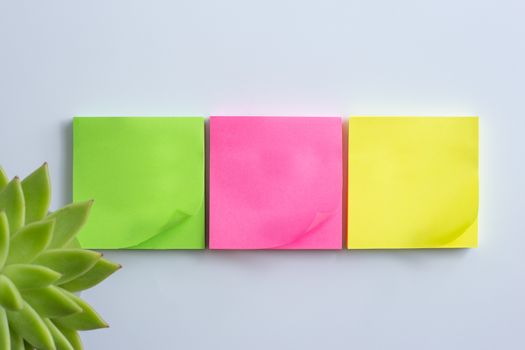 Home plant in soft focus, different colours of sticky notes. Stationery flat lay. Back to school. White background, mock up