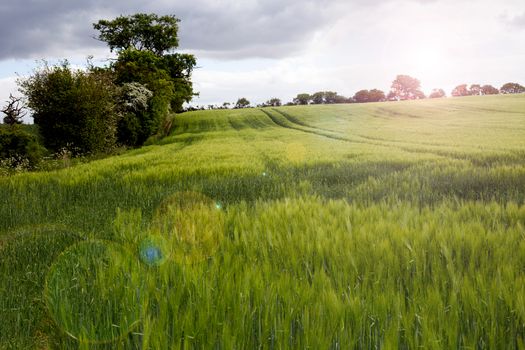 Rural English countryside landscape of rye field during sunny day with lense flare . Concept of reach harvest, calm day, beautiful rural place to be out, walking in the silence