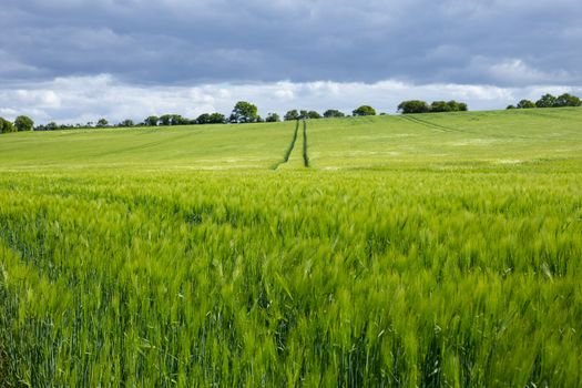 Village rural road in rye wheat field during summer cloudy day. Summer, crop concept