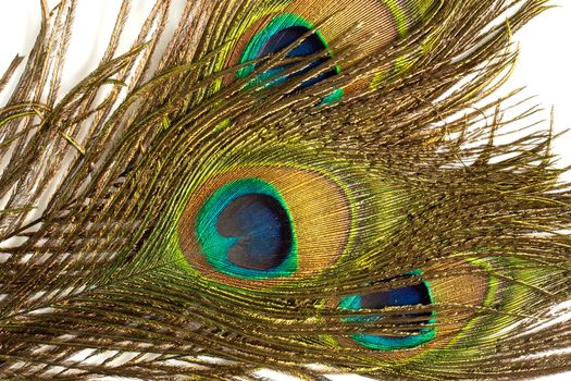 Several peacock feather on white background. CLose up