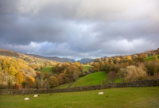 Beautifu autumn dramatic landscape with sheep in the mountain village.