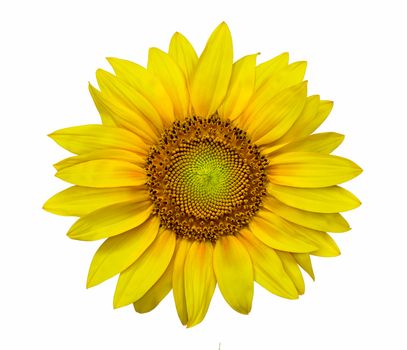 Closeup of a Sunflower in white background