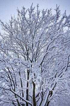 tree branch covered with a thick layer of snow