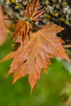 small red maple leaves still attached to the tree