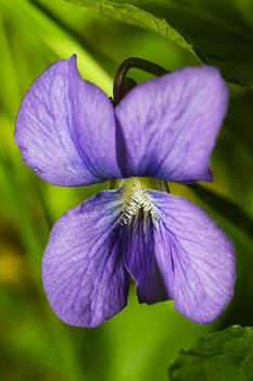 close up of a purple petal viola sororia