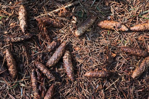 The ground in a forest with pine cones, moss, grass, pine needles, autumn leaves. Forest soil texture background.