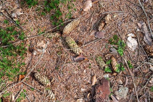 The ground in a forest with pine cones, moss, grass, pine needles, autumn leaves. Forest soil texture background.