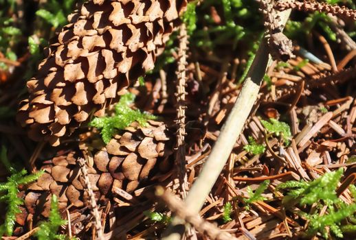 The ground in a forest with pine cones, moss, grass, pine needles, autumn leaves. Forest soil texture background.