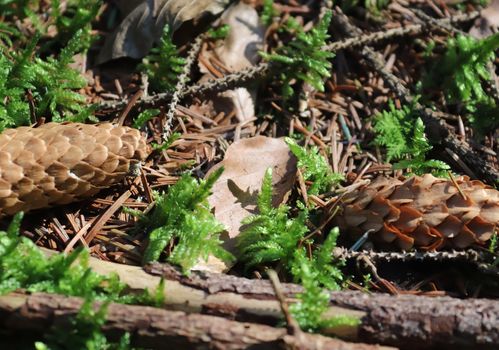 The ground in a forest with pine cones, moss, grass, pine needles, autumn leaves. Forest soil texture background.