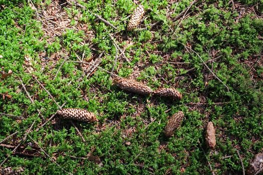 The ground in a forest with pine cones, moss, grass, pine needles, autumn leaves. Forest soil texture background.