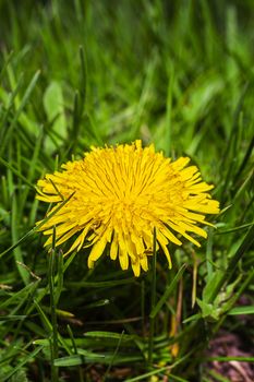 close up of a small dandelion flower growing in the grass