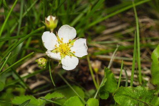 close up shot of a wild strawberry flower