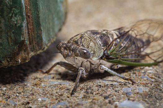 close up photo of a cicadidae resting on the ground