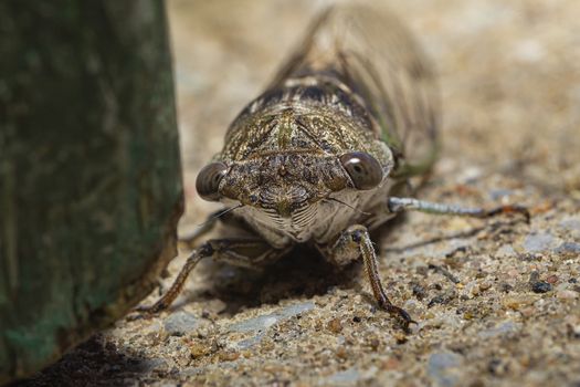 close up photo of a cicadidae resting on the ground