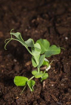 Small pea plant just starting to come out of the ground