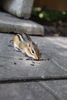 small chimpmuck eating sunflower seed on concrete