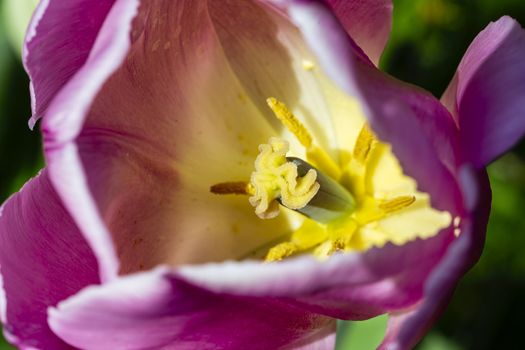 inside view of a pink and white tulip