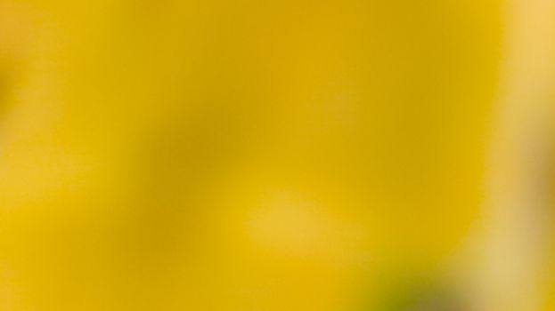 abstract yellow and black color photo in blur with texture from nature leaf plant for backfround, look essm like a lake or hole with rough texture.