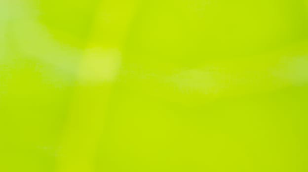 abstract green color in blur photo from nature (plant) and rough texture from leaf  with sunlight for background