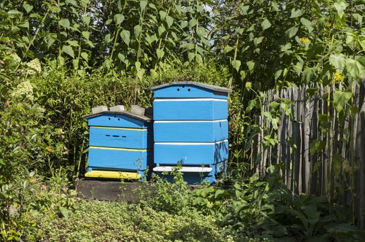 Traditional wooden hives for beeholding in a garden with plants and flowers special for the bees and insects