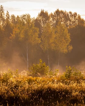 Foggy sunrise on an autumn field with grass and trees with a clear blue sky background.