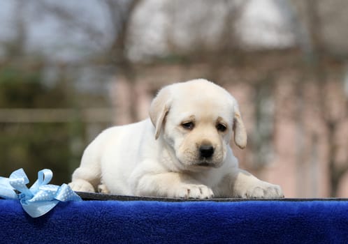 the yellow labrador puppy on the blue background