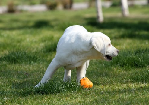 sweet yellow labrador playing in the park