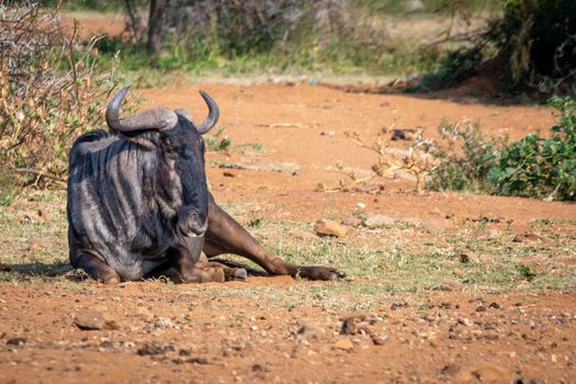 Blue wildebeest lying on in the grass and sand of African savannah during a safari trip. Animal wildlife.