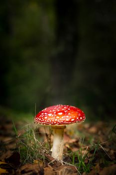Shot of a beautiful amanita mushroom