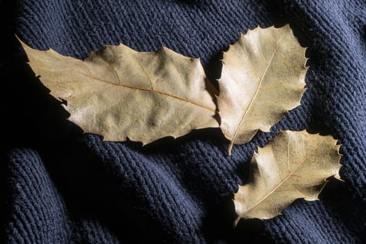 some dry leaves on a sweater in autumn