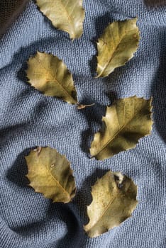 some dry leaves on a sweater in autumn