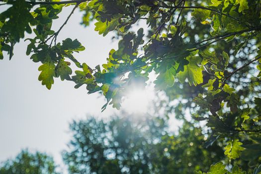 the view of the sun through the foliage of a summer tree