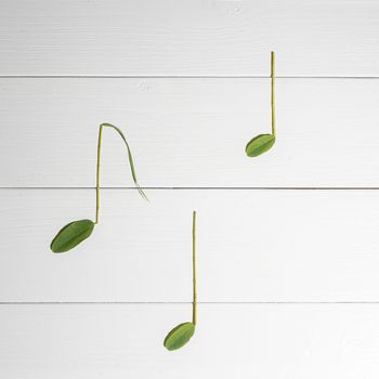 musical notes made with leaves placed on a white wooden surface