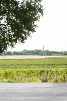 a vineyard on a sunny day in late summer