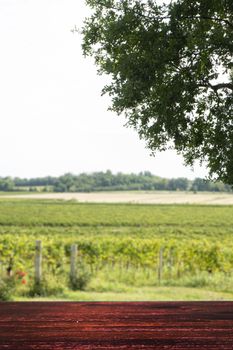 a vineyard on a sunny day in late summer