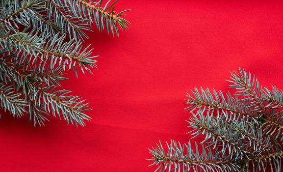 Blue spruce branches lie on a red background. The concept of the New year and Christmas.