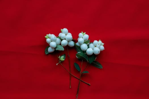 White dogwood berries lie on a red background. Holiday concept.