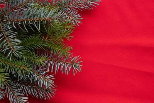 Blue and green fir branches lie on a red background. The concept of the New year and Christmas.
